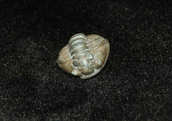 Very Detailed Rolled Up Flexicalymene Trilobite #285